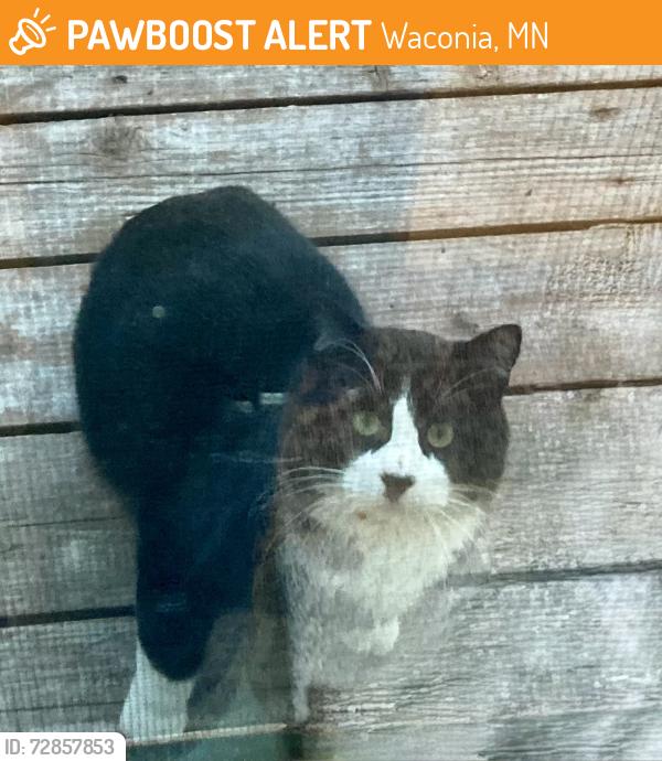 Found/Stray Unknown Cat last seen Cardinal Lane and Spring Valley Road, Waconia, MN 55387