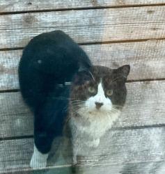Found/Stray Unknown Cat last seen Cardinal Lane and Spring Valley Road, Waconia, MN 55387