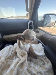 Lost Female Dog last seen Gregory rd, Sanger, TX 76266
