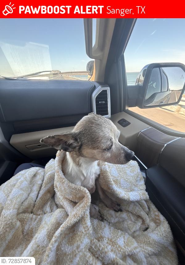 Lost Female Dog last seen Gregory rd, Sanger, TX 76266