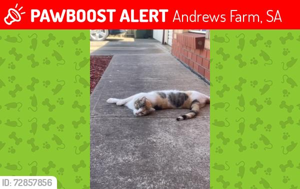 Lost Female Cat last seen Leicester Grove , Forel Court , Andrews Farm, SA 5114