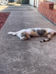 Lost Female Cat last seen Leicester Grove , Forel Court , Andrews Farm, SA 5114