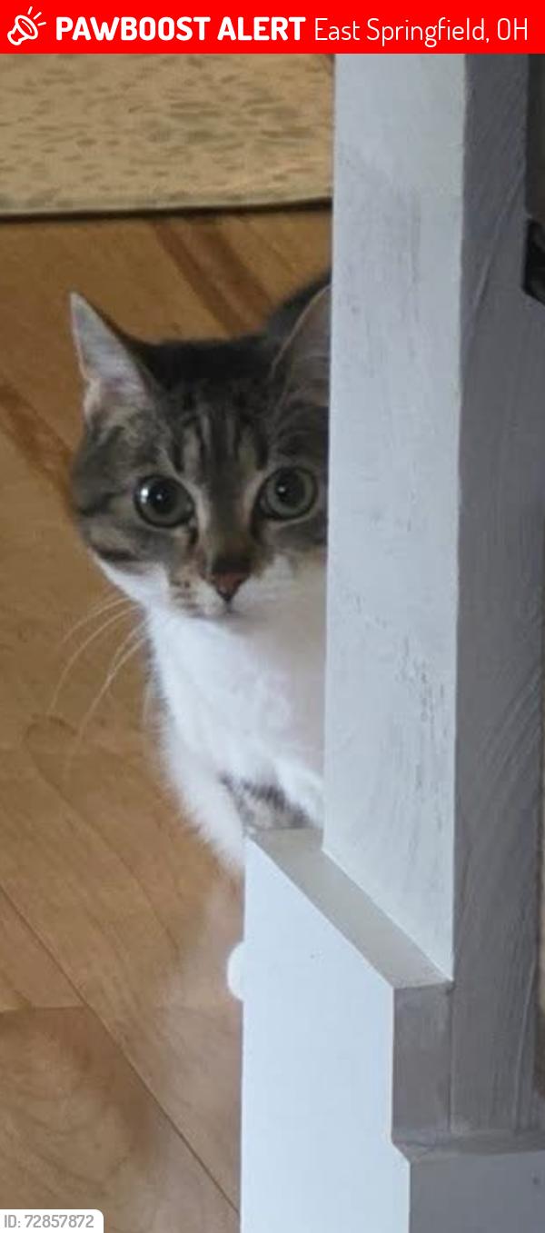 Lost Female Cat last seen Clark State/New Reid Park, East Springfield, OH 43908