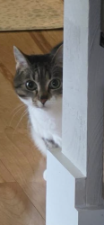 Lost Female Cat last seen Clark State/New Reid Park, East Springfield, OH 43908