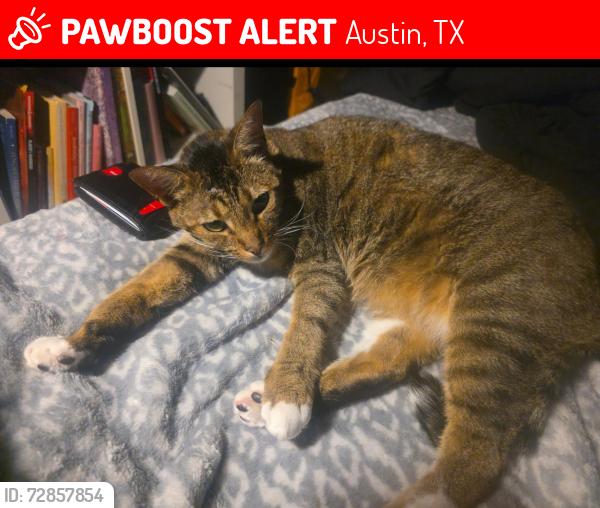 Lost Male Cat last seen Chisholm Trail in Apache Shores, Austin, TX 78734