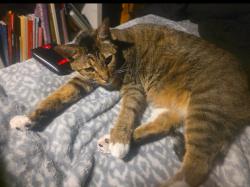 Lost Male Cat last seen Chisholm Trail in Apache Shores, Austin, TX 78734