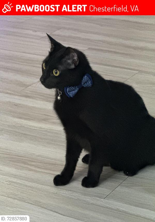 Lost Male Cat last seen Iron bridge road , Chesterfield, VA 23832