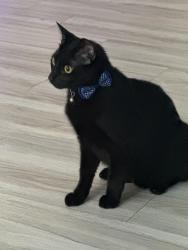 Lost Male Cat last seen Iron bridge road , Chesterfield, VA 23832
