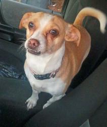 Lost Female Dog last seen Dartmouth Avenue and High Street Denver Cci, Denver, CO 80222