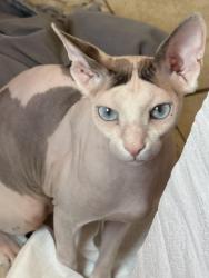 Lost Male Cat last seen Pecos and billman, Las Vegas, NV 89121