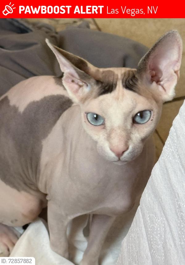 Lost Male Cat last seen Pecos and billman, Las Vegas, NV 89121