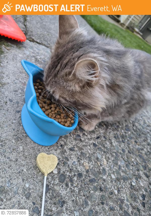 Found/Stray Male Cat last seen Olin fields , Everett, WA 98204