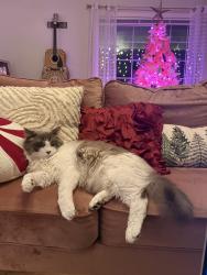 Lost Male Cat last seen Se 15th st and se 176th Ave, Vancouver, WA 98683