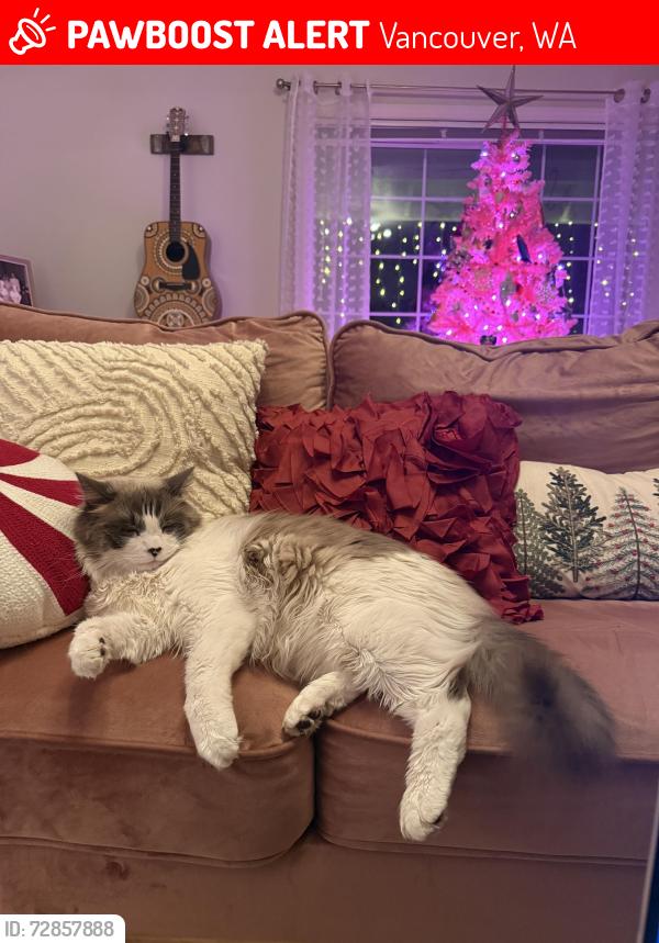 Lost Male Cat last seen Se 15th st and se 176th Ave, Vancouver, WA 98683