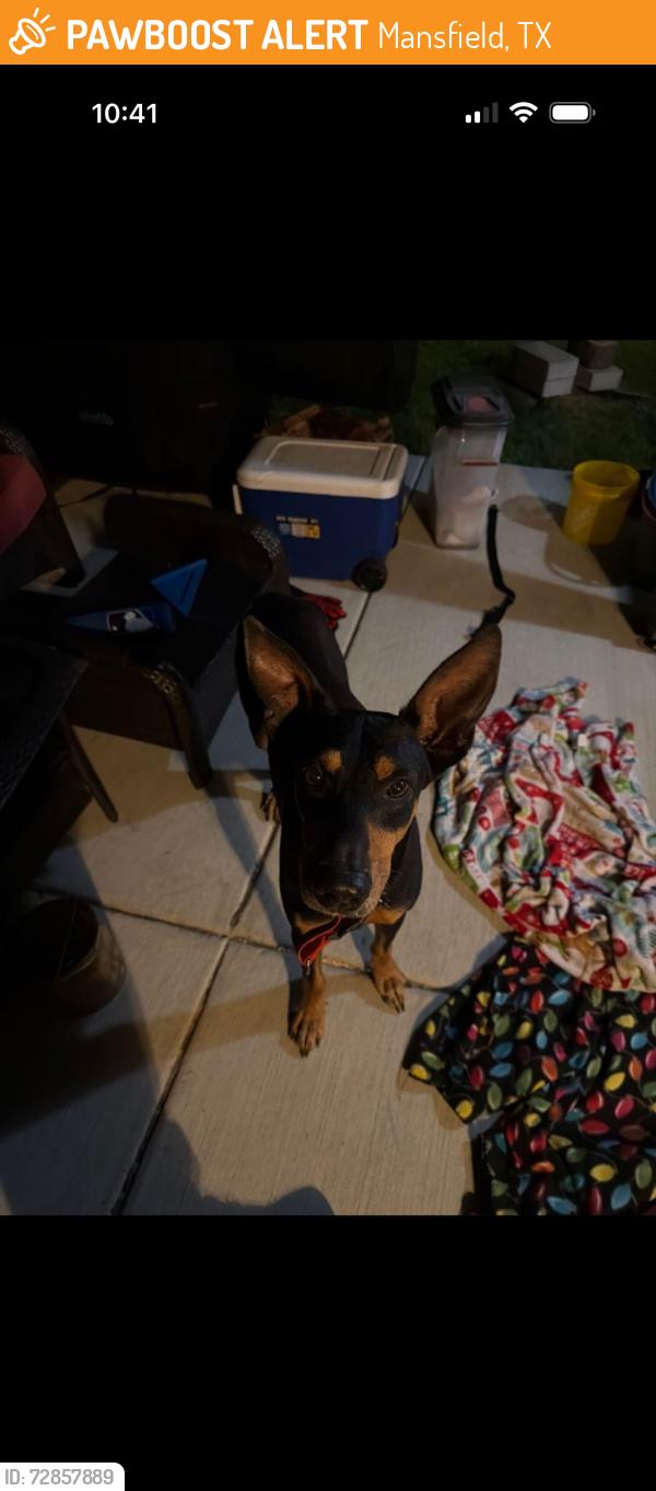 Found/Stray Male Dog last seen Seeton/ national , Mansfield, TX 76063
