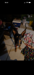 Found/Stray Male Dog last seen Seeton/ national , Mansfield, TX 76063