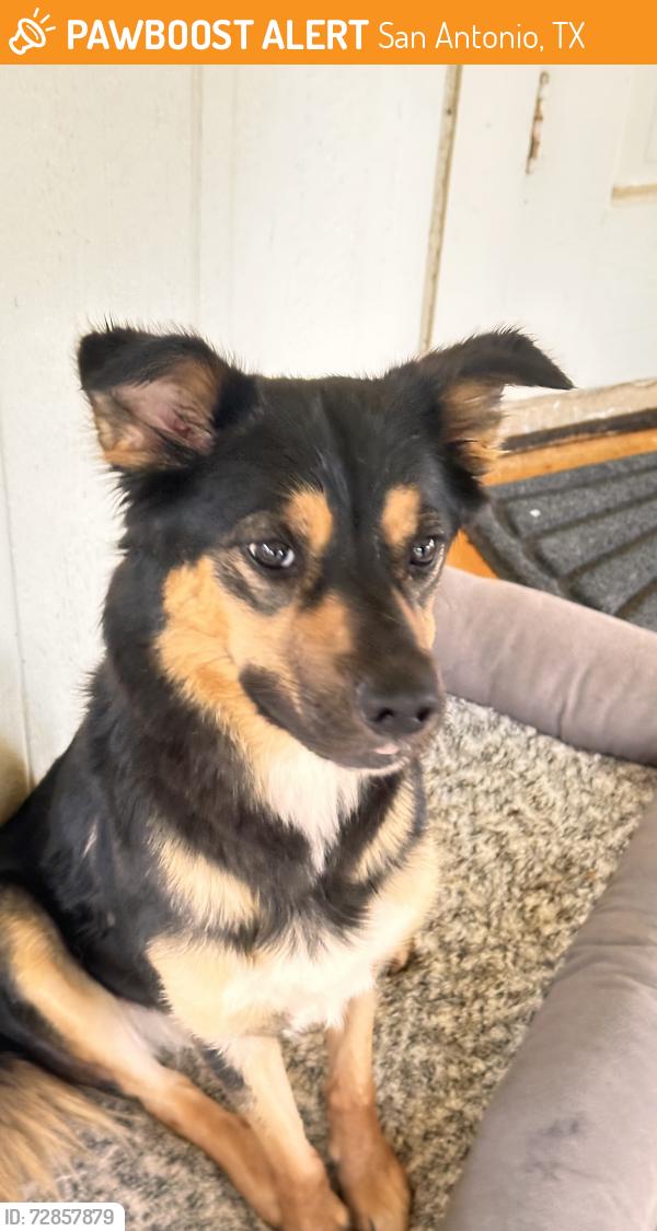 Found/Stray Female Dog last seen Braun Station West. Foxboro St, San Antonio, TX 78254