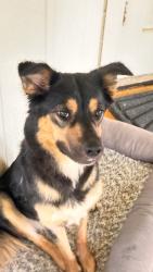 Found/Stray Female Dog last seen Braun Station West. Foxboro St, San Antonio, TX 78254