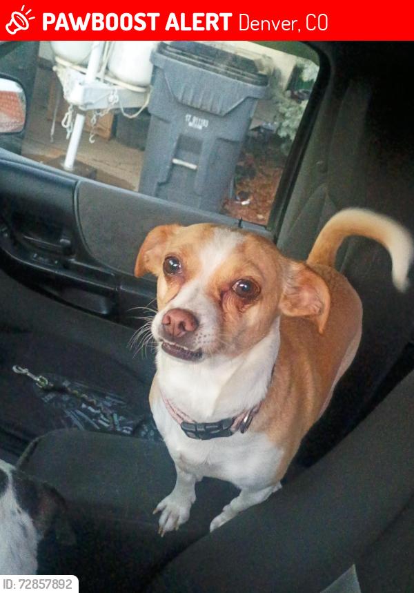 Lost Female Dog last seen Dartmouth and High St, Denver, CO 80210