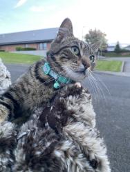 Found/Stray Unknown Cat last seen SW 13th Street, Dallas, OR 97338