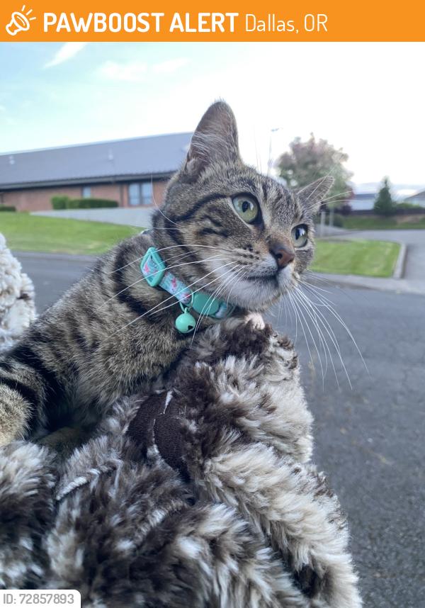 Found/Stray Unknown Cat last seen SW 13th Street, Dallas, OR 97338