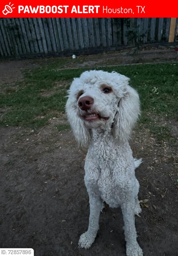 Lost Male Dog last seen Seafoam , Houston, TX 77062
