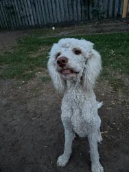 Lost Male Dog last seen Seafoam , Houston, TX 77062