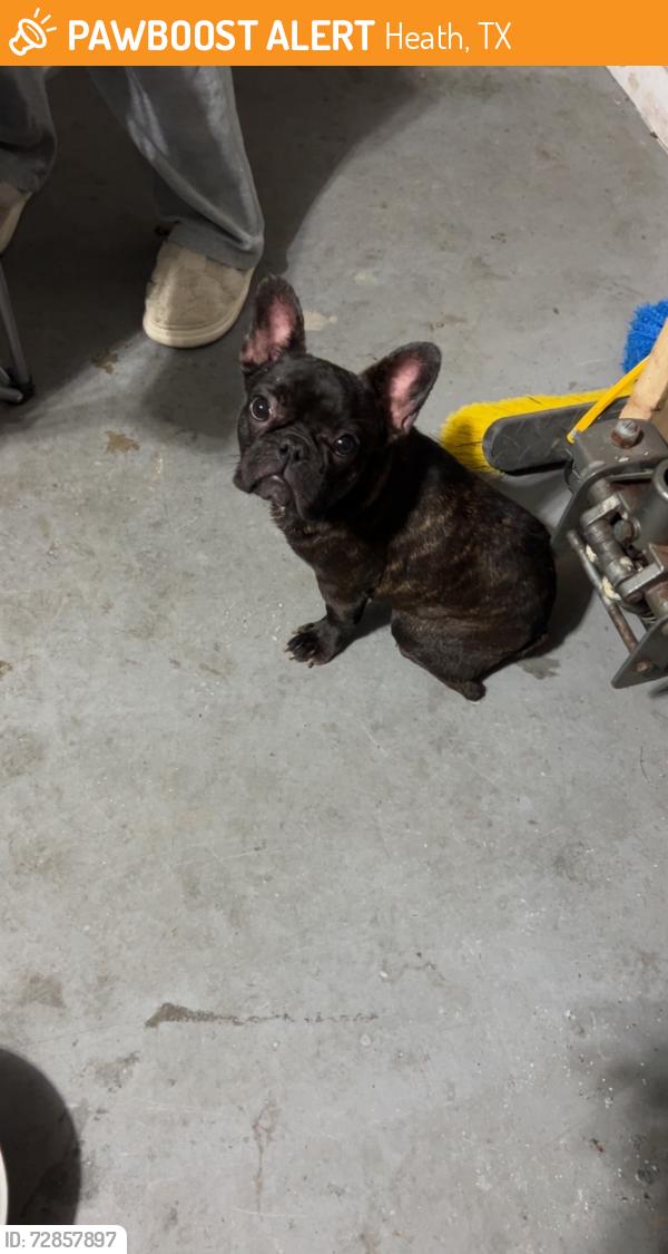 Found/Stray Female Dog last seen McClelland st trinity crossing neighborhood, Heath, TX 75126