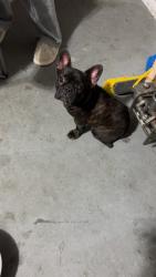 Found/Stray Female Dog last seen McClelland st trinity crossing neighborhood, Heath, TX 75126