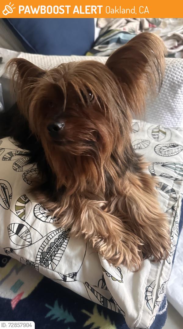 Found/Stray Male Dog last seen Near ave Oakland ca 94601 , Oakland, CA 94601