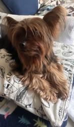 Found/Stray Male Dog last seen Near ave Oakland ca 94601 , Oakland, CA 94601