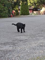 Found/Stray Unknown Cat last seen SE 268th St and 210th Ave SE, Covington, WA 98042