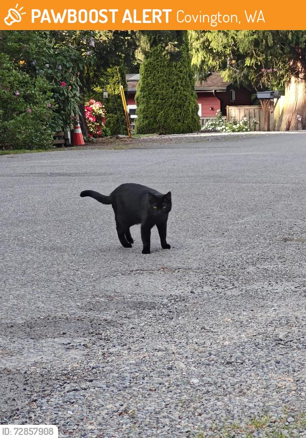 Found/Stray Unknown Cat last seen SE 268th St and 210th Ave SE, Covington, WA 98042