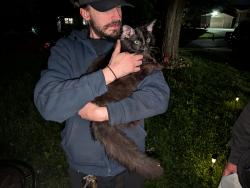 Found/Stray Unknown Cat last seen County line and Madison. , Indianapolis, IN 46227