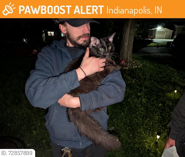 Found/Stray Unknown Cat last seen County line and Madison. , Indianapolis, IN 46227