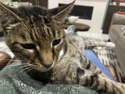 Lost Male Cat last seen Santa Isabel street and Alga or El Fuerte , Carlsbad, CA 92009