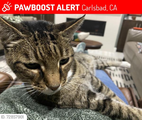 Lost Male Cat last seen Santa Isabel street and Alga or El Fuerte , Carlsbad, CA 92009