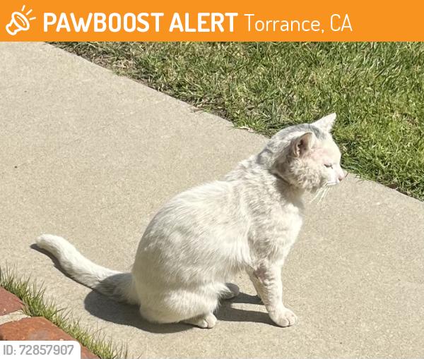 Found/Stray Unknown Cat last seen Wayne st, Torrance, CA 90503