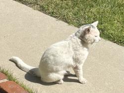 Found/Stray Unknown Cat last seen Wayne st, Torrance, CA 90503