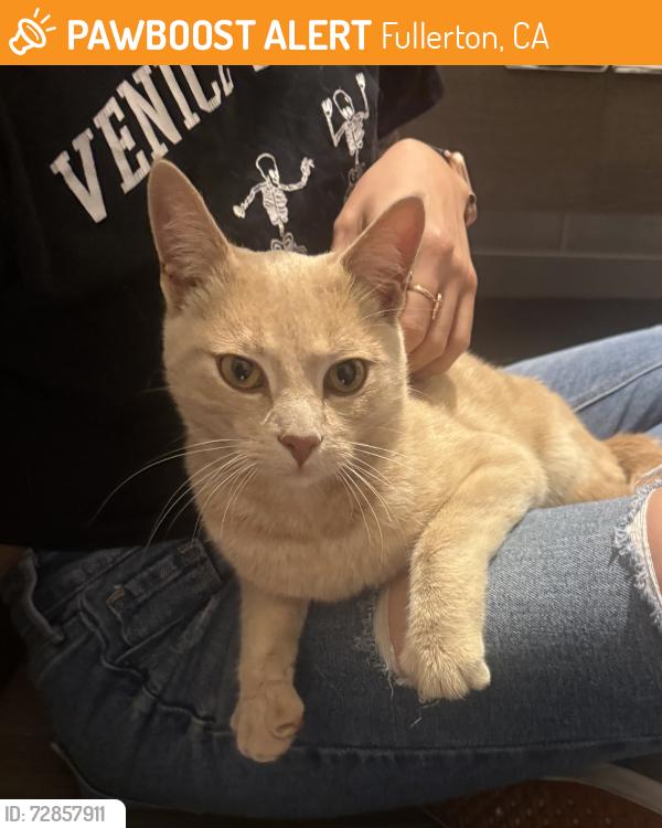 Found/Stray Male Cat last seen Valencia Mesa & Richman knolls, Fullerton, CA 92835
