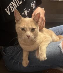 Found/Stray Male Cat last seen Valencia Mesa & Richman knolls, Fullerton, CA 92835