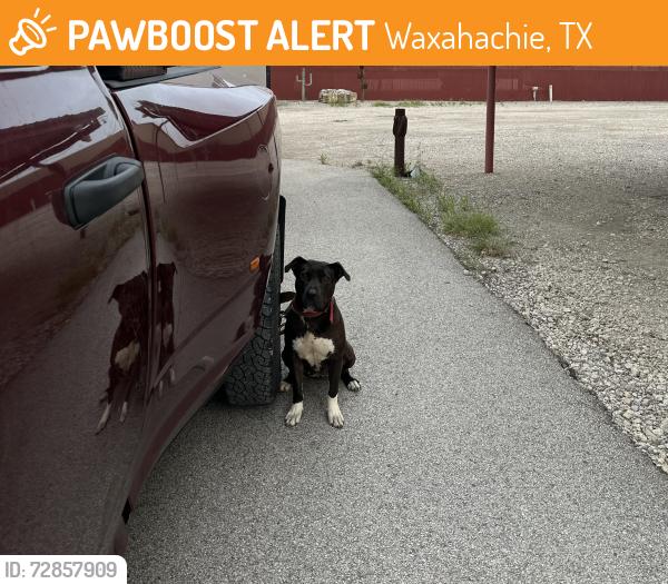 Found/Stray Male Dog last seen Storage units , Waxahachie, TX 75165
