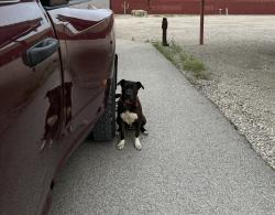 Found/Stray Male Dog last seen Storage units , Waxahachie, TX 75165