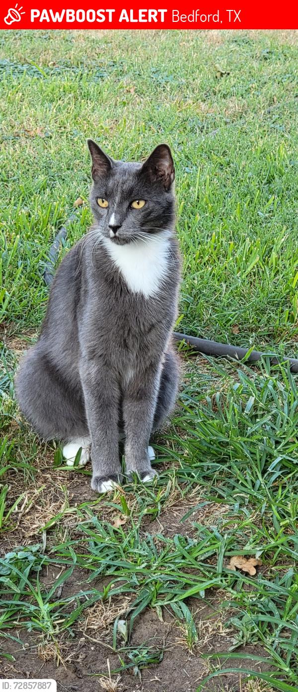Lost Male Cat last seen Bedford rd and airport frwy, Bedford, TX 76021