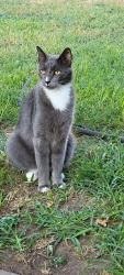 Lost Male Cat last seen Bedford rd and airport frwy, Bedford, TX 76021