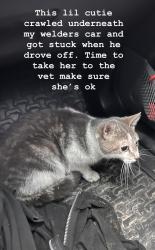 Found/Stray Female Cat last seen Edgeley and Portage, Vaughan, ON L4K 3Y4