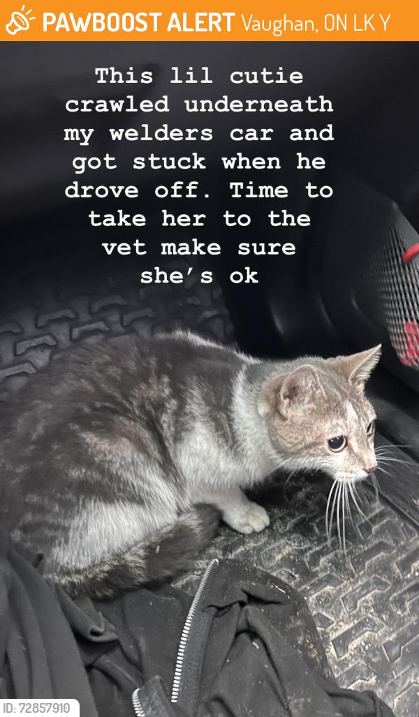 Found/Stray Female Cat last seen Edgeley and Portage, Vaughan, ON L4K 3Y4