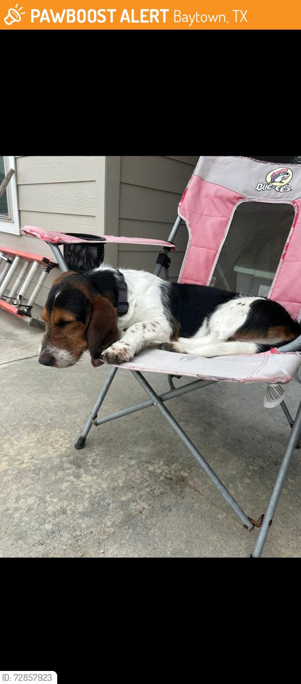 Found/Stray Male Dog last seen Goose creek landing , Baytown, TX 77521