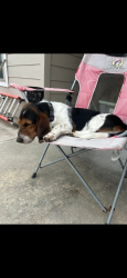 Found/Stray Male Dog last seen Goose creek landing , Baytown, TX 77521