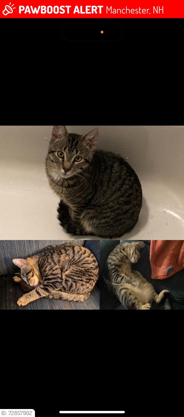 Lost Male Cat last seen lincoln st, enright park, Manchester, NH 03104